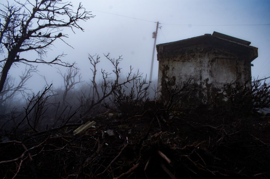 bosque-muerto