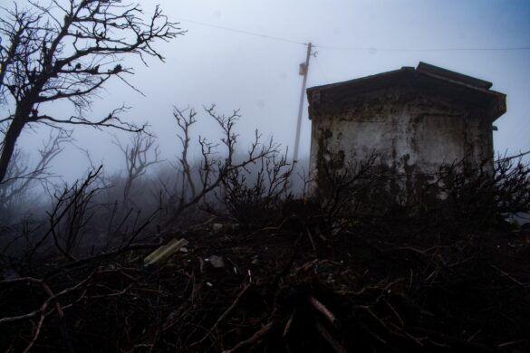 bosque-muerto