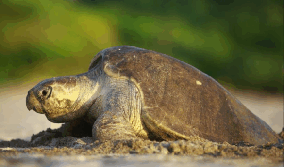 tortugas-nicaragua