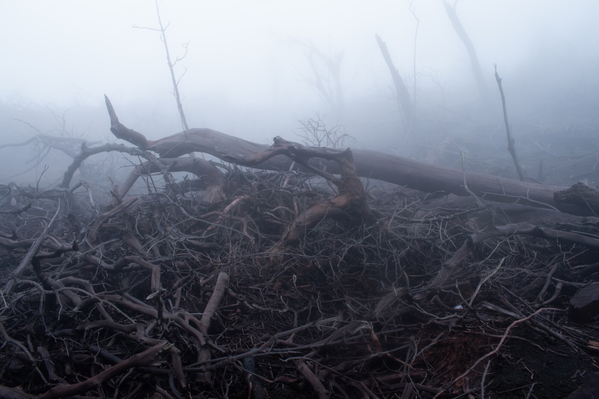 bosque-muerto2