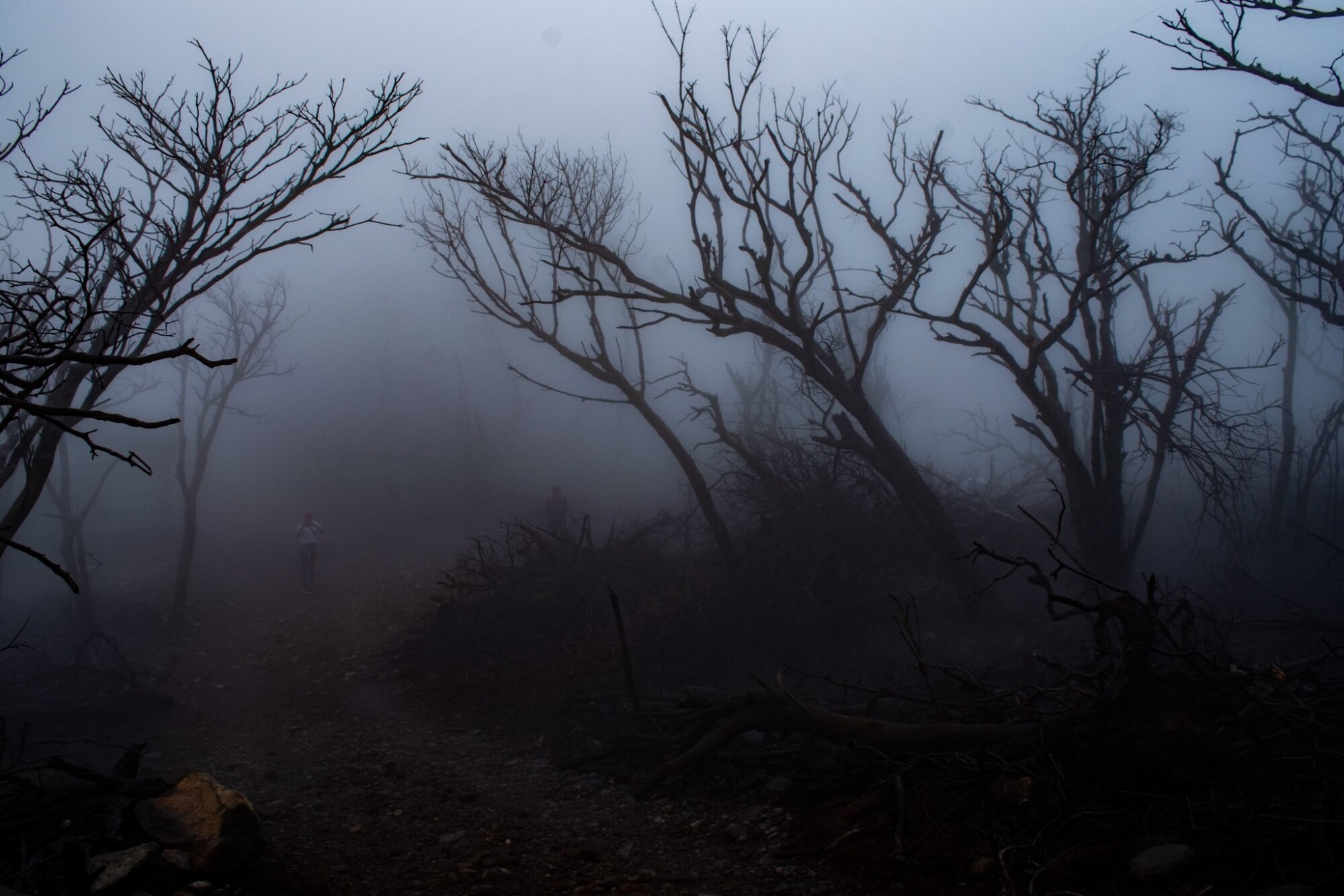 bosque-muerto3