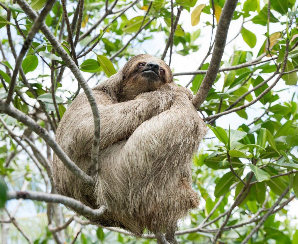 El Mombacho estrena santuario de osos perezosos, un nuevo atractivo turístico en Nicaragua