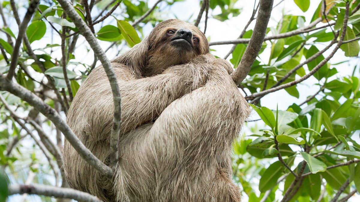 El Mombacho estrena santuario de osos perezosos, un nuevo atractivo turístico en Nicaragua